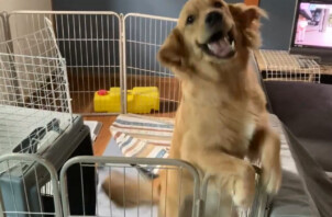 ゴールデンリトリバーのアポロちゃんのお世話🐕🖐😀