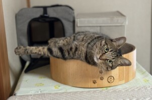 お世話中、私にすぐに慣れてくれた猫ちゃん