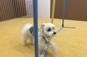 アジリティ体験