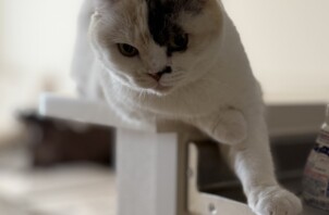 決めポーズがかわいい猫ちゃん😻