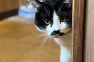 遠目からこちらを見る姿がかわいいです