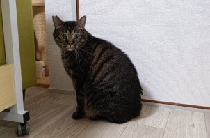 ぽんずくんとゆずちゃん