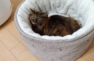 ミントちゃんとモカちゃん