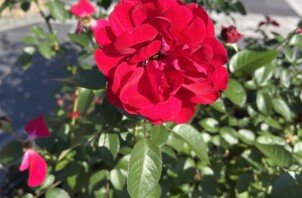 12月、1月のご予約を多くいただき、ありがとうございます🌟【日本ペットシッターサービス福山店】