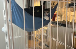 宮前区　むぎちゃん　きびちゃん