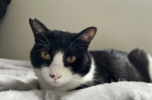 【お世話報告】ゴロンと甘えて、猫パンチ炸裂の元気っ子！💪