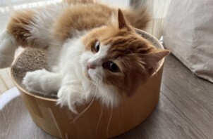 【お世話報告】まんまるお目々でご挨拶！お久しぶりでも遊びは全力投球✨