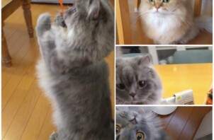 緑黄色社会？（東近江市）