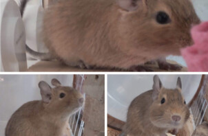 デグーにデビュー（彦根市）