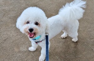 保土ケ谷区のコメコくん　保土ケ谷区のペットシッターＢｏｗｗｏｗばうわう