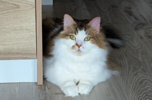 緑区のパールくん　緑区のペットシッターＢｏｗｗｏｗばうわう