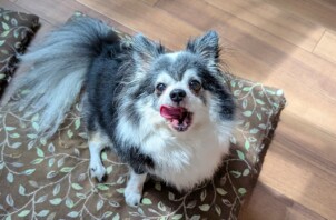 保土ケ谷区のモモ太くん　保土ケ谷区のペットホテルＢｏｗｗｏｗばうわう