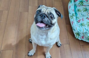 港北区のカルビくん　港北区のペットホテルＢｏｗｗｏｗばうわう