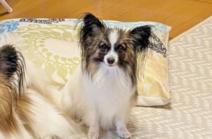 保土ケ谷区のアンちゃん　保土ケ谷区のペットシッターＢｏｗｗｏｗばうわう