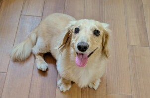 港北区のハナちゃん　港北区のペットホテルＢｏｗｗｏｗばうわう