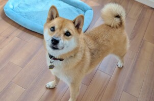 旭区の旺志郎（おうしろう）くん　旭区のペットホテルＢｏｗｗｏｗばうわう