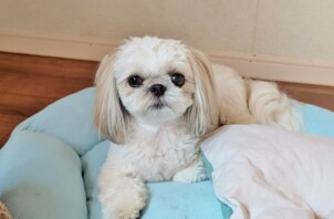 神奈川区のソラくん　神奈川区のペットホテルＢｏｗｗｏｗばうわう