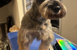 ボランティアトリミング