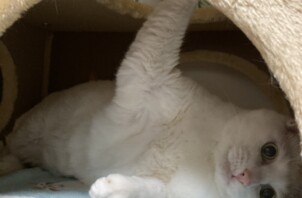 マシューくん、ピナちゃん、コジローくん