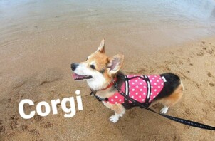 海辺のお散歩のメリット・デメリットとは？