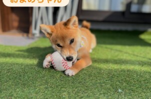 八尾市のペットシッターワンちゃんのお世話🐶