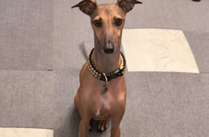 イタリアングレーハウンド、ライムちゃんのペットシッター