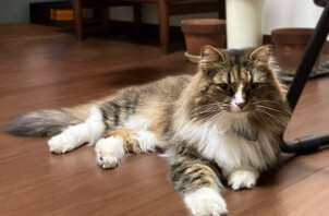 ノルウェージャンフォレストキャットのめろんちゃん