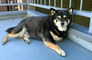 柴犬、雨ちゃんのペットシッター