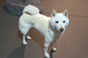 柴犬、雪ちゃんのペットシッター