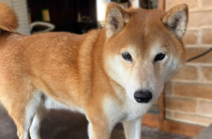 柴犬、空ちゃんのペットシッター