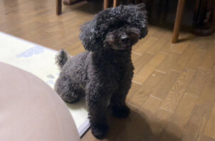 トイプードル、くろすけちゃんのペットシッター