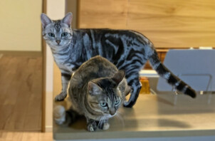 猫、ソラちゃんのペットシッター