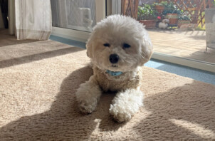 マルプー、なつちゃんのペットシッター