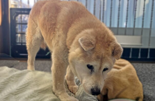 柴犬、チロちゃんのペットシッター