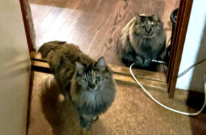 猫、グリちゃんとグラちゃんのペットシッター