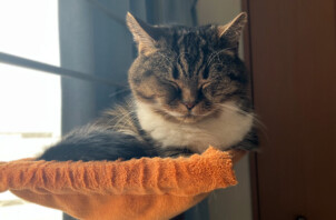 マンチカン、たびぃちゃんのペットシッター