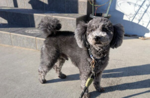 トイプードル、おはぎちゃんのペットシッター