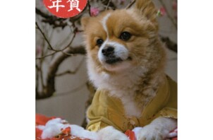 新年あけましておめでとうございます