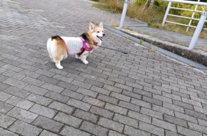 お散歩代行とシッター基本コースについて