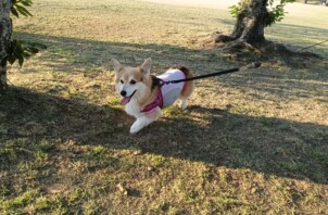 ゴミ出しについて