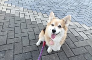 お散歩代行とシッター基本コースについて
