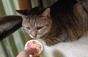 トメコちゃんとウメちゃん