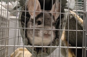 チンチラのとろろちゃんと猫ちゃんのほたてちゃん