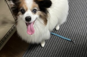 今日は保護わん・保護にゃんの日です😺