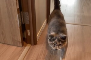 エキゾチックショートヘアのコナちゃんのお世話😸😃👋