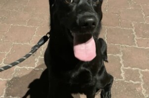 ラブラドールレトリバーのノアールちゃんのお散歩🐕👋😀