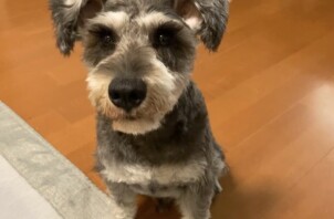 ミニチュアシュナウザーのそらちゃんのお世話🐕🖖😁