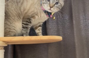 猫のりんちゃん、ちびちゃん、もっぷちゃんのお世話😽😸🐈😊👋