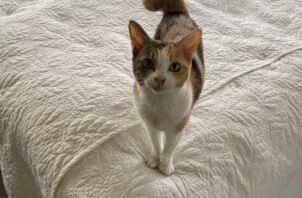 猫のルーナちゃん、金ちゃんのお世話😺🖖😄