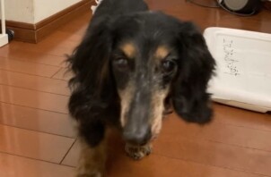 ミニチュアダックスのムーンちゃん、トイプードルのえまちゃんのお世話🐶🤚😁